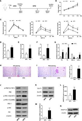 Silencing of ANGPTL8 Alleviates Insulin Resistance in Trophoblast Cells